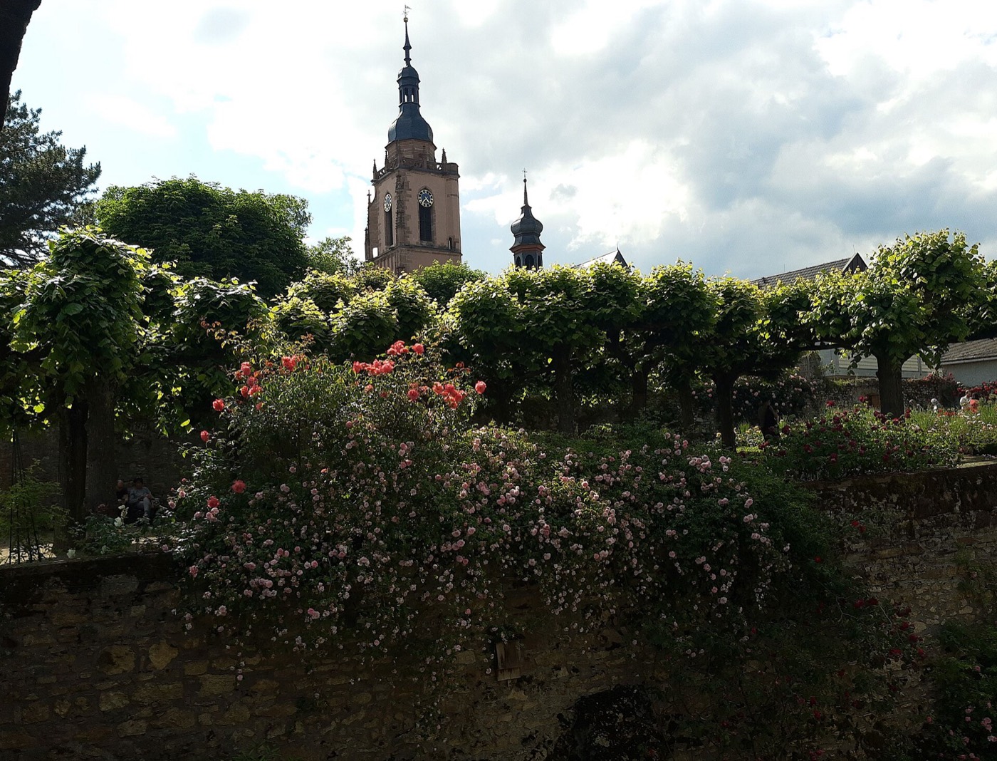 Rosengarten in Eltville, Blick zur Kirche